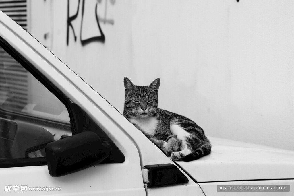 猫咪趴汽车后视镜
