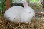 白兔静卧干草中