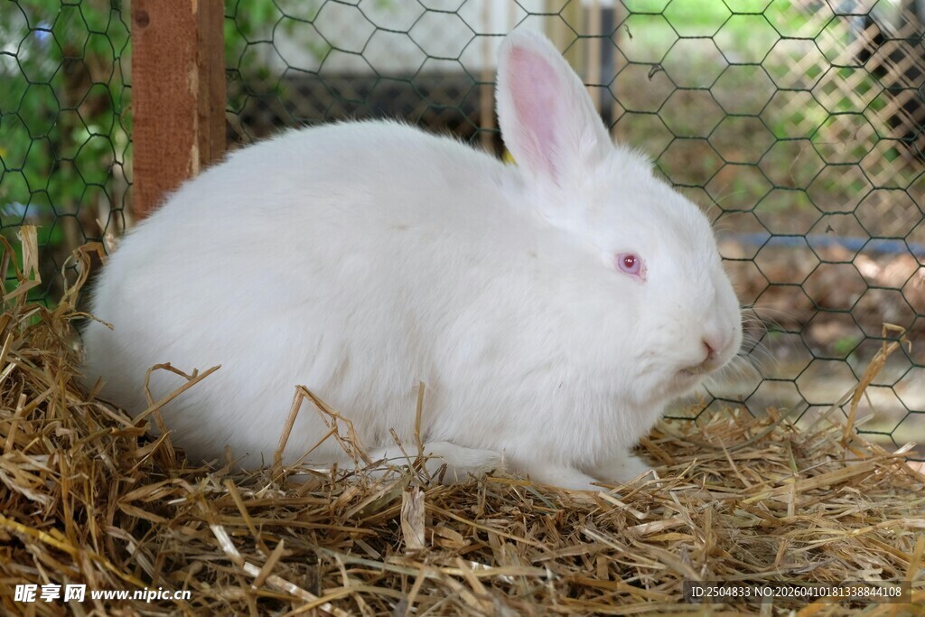 白兔静卧干草中