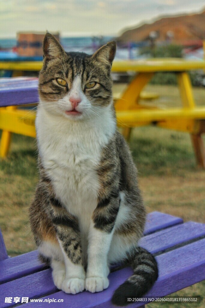 可爱猫咪端坐紫色长椅上