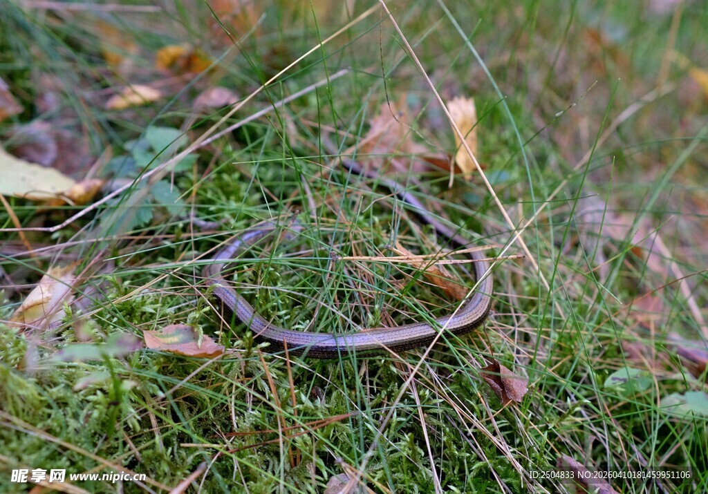 草丛中的蜿蜒蛇类