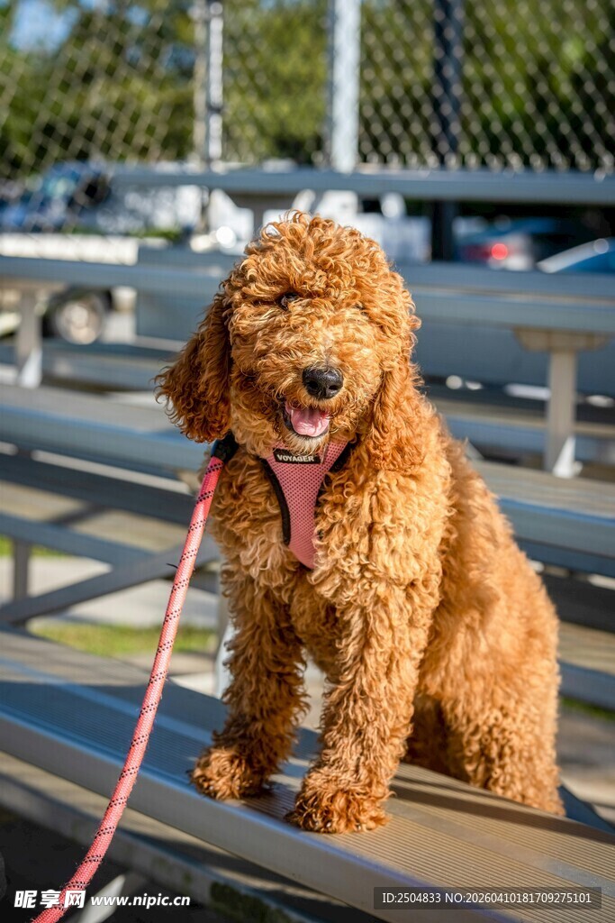 棕色泰迪犬开心坐平台
