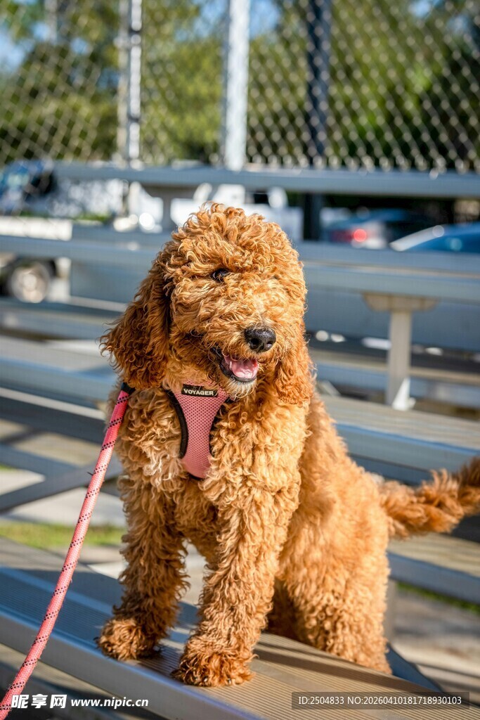 可爱棕泰迪被拴在户外