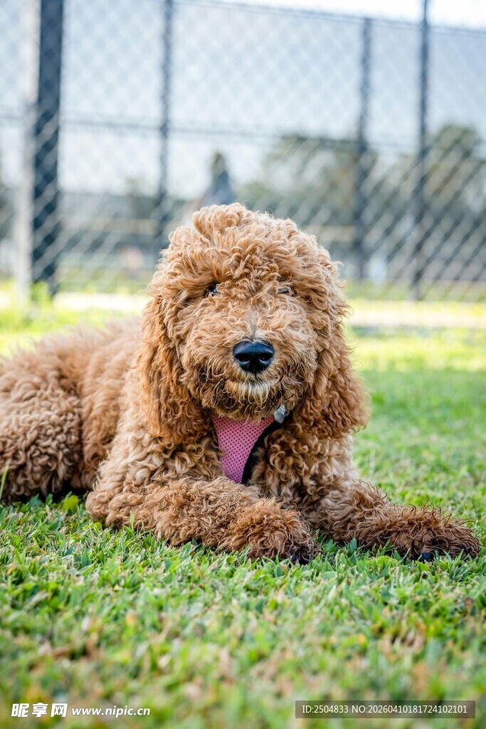 草地上惬意的棕色泰迪犬