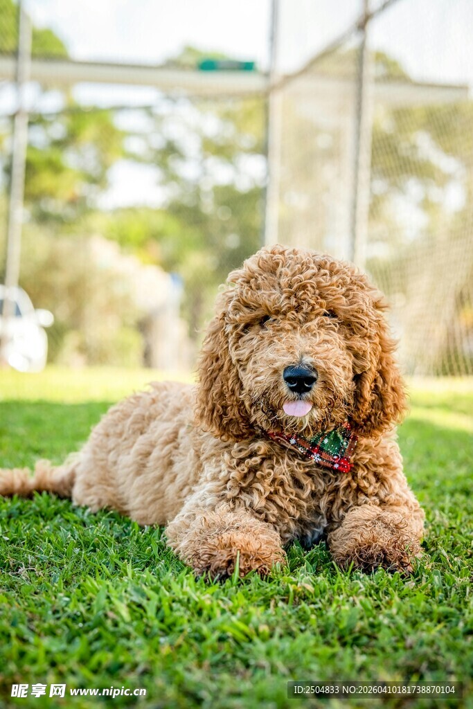 草地上趴着的可爱泰迪犬