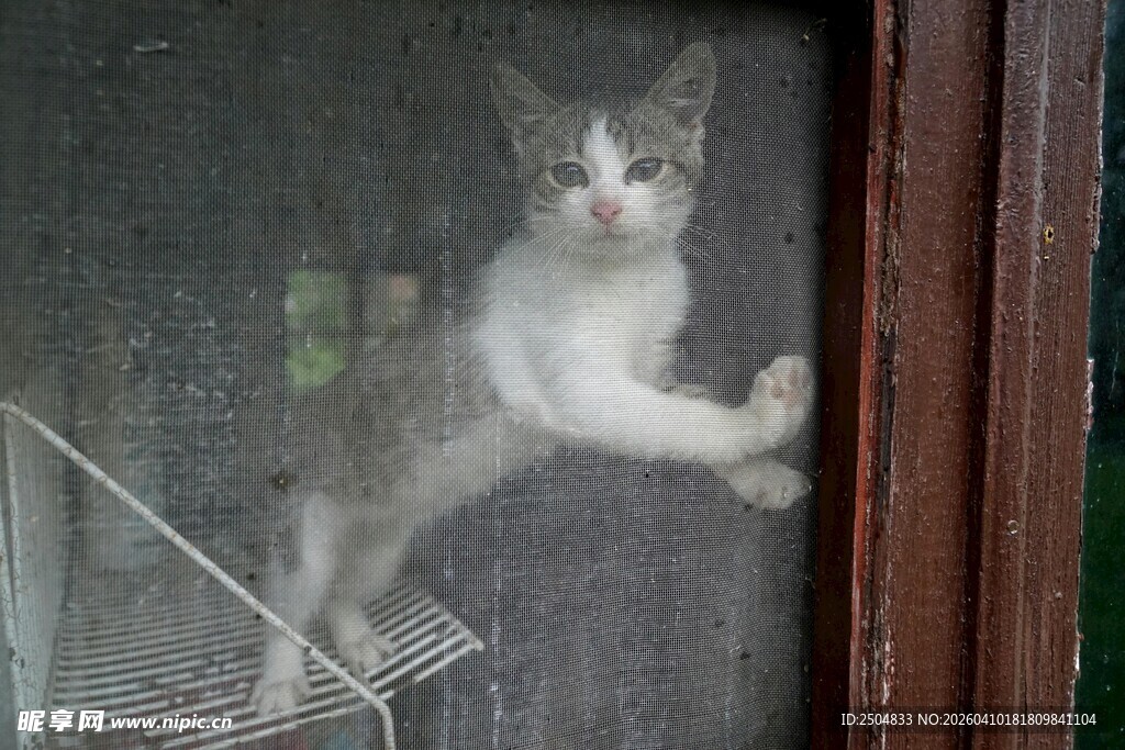 小猫扒窗好奇张望