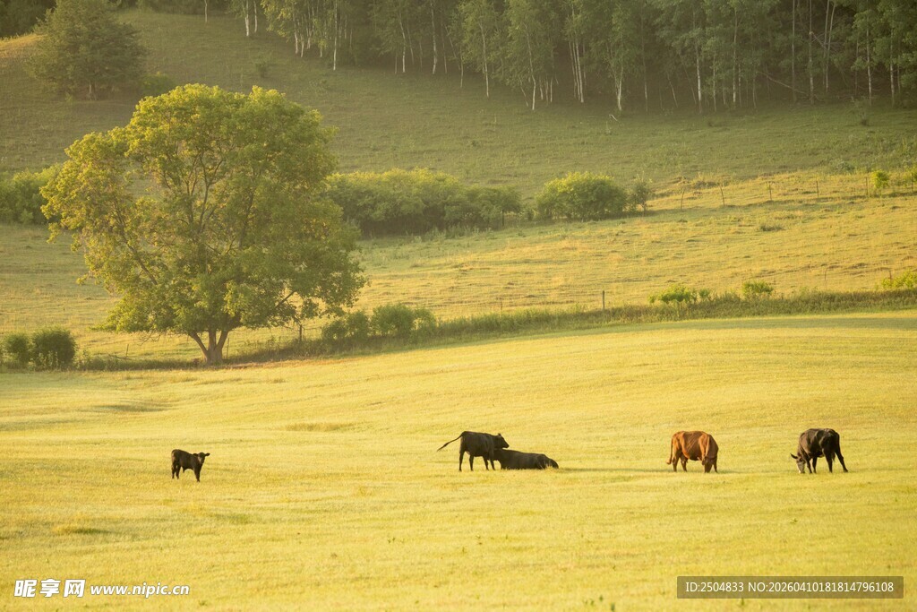 草原牧场景色
