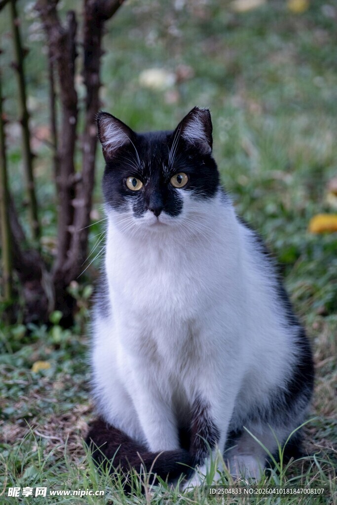 黑白猫咪草地优雅端坐