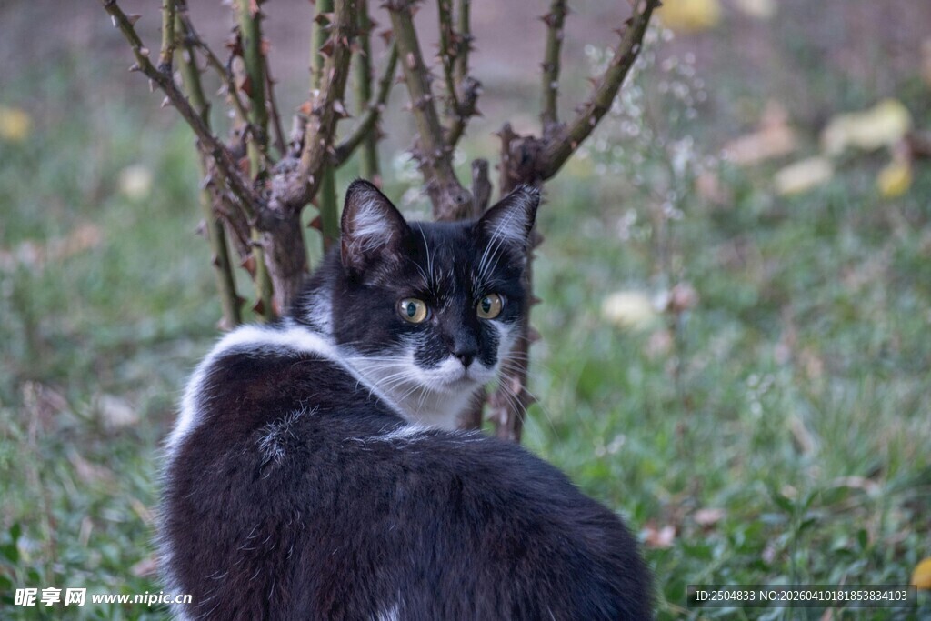 草丛中的黑白猫咪