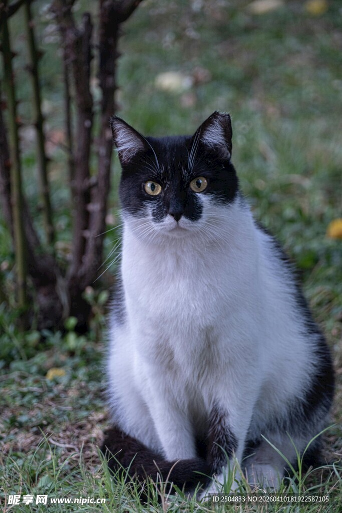 黑白猫咪坐于草地