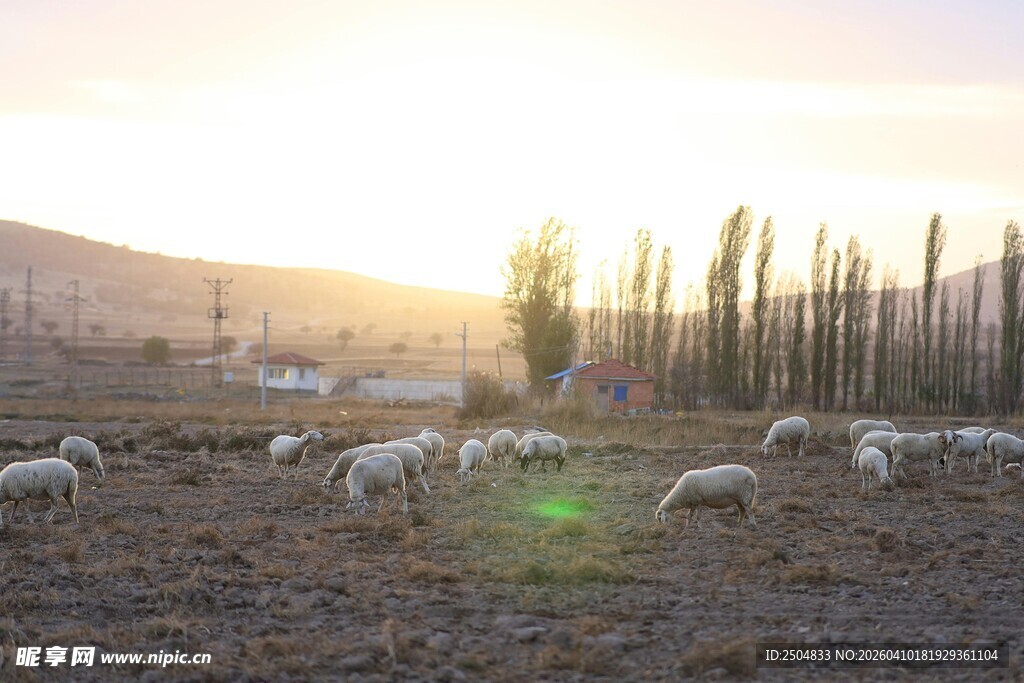 夕阳下的羊群与挺拔树木