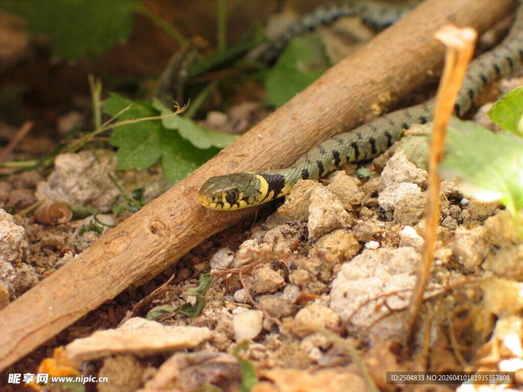 林间小蛇 隐匿于自然角落