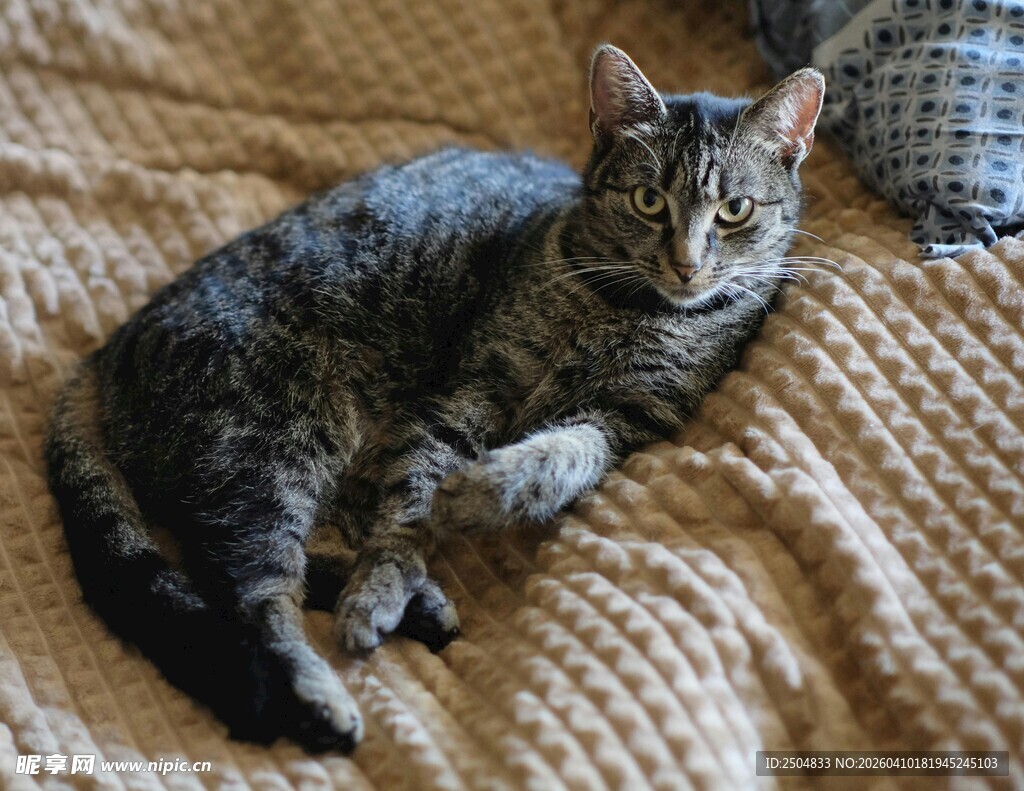 卧在毛毯上的可爱猫咪