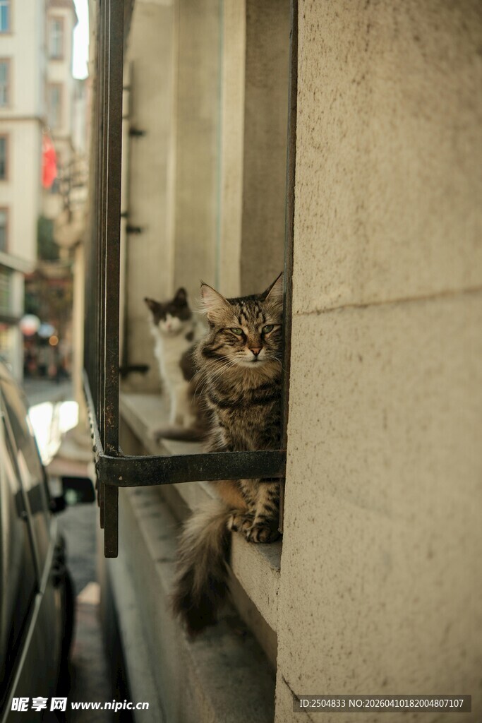 窗台上休憩的可爱猫咪