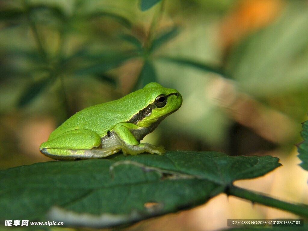 绿叶上的绿色青蛙