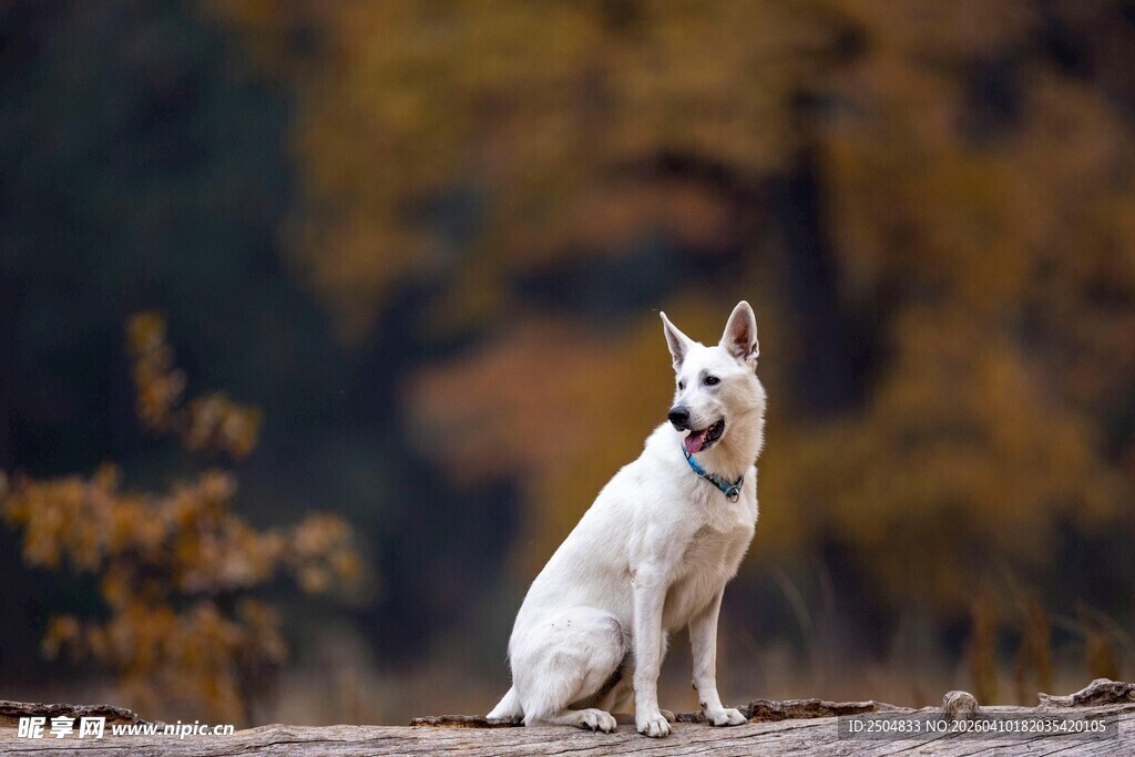 白狗于秋景中安静蹲坐