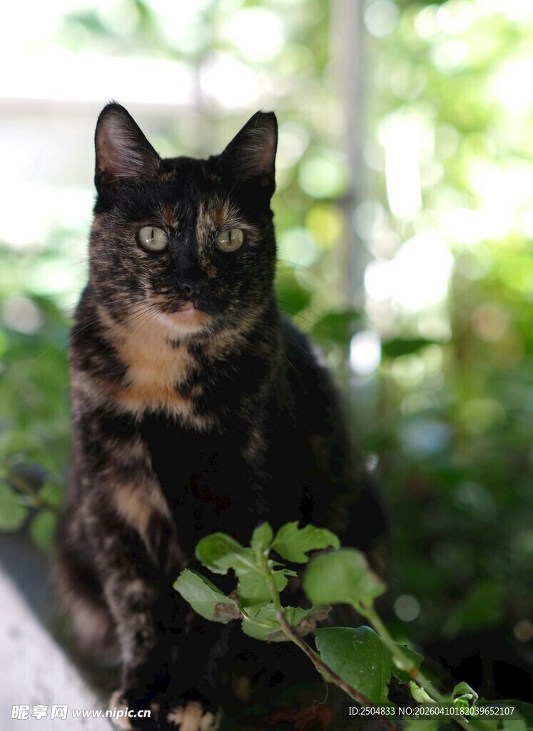 花斑猫于绿植间的可爱瞬间