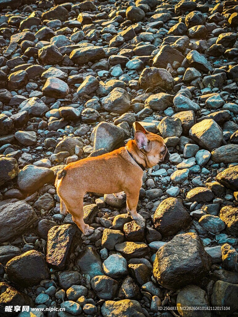 岩石上的可爱小狗