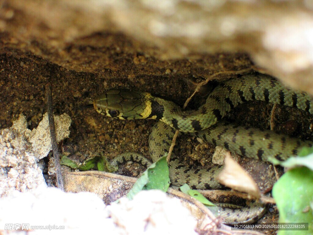隐蔽在石缝中的绿色蜥蜴