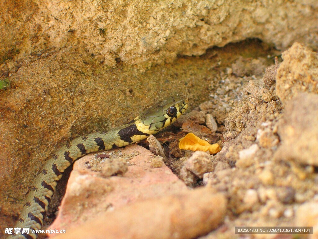 石缝中的多彩小蛇
