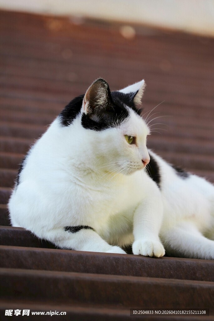 黑白猫咪惬意躺卧台阶