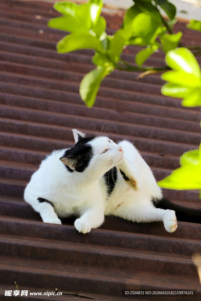 屋顶上惬意的黑白猫咪