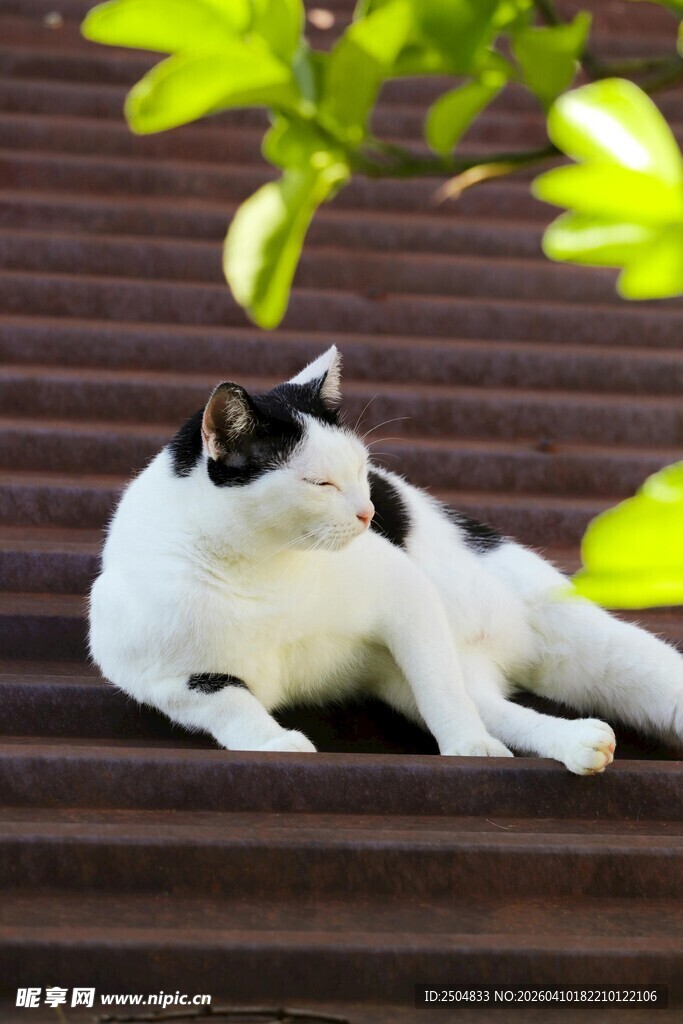 悠闲猫咪躺于木台