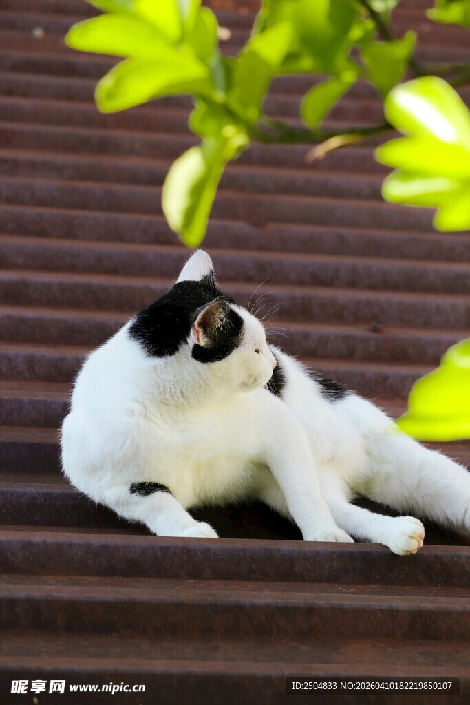 黑白猫咪惬意躺卧