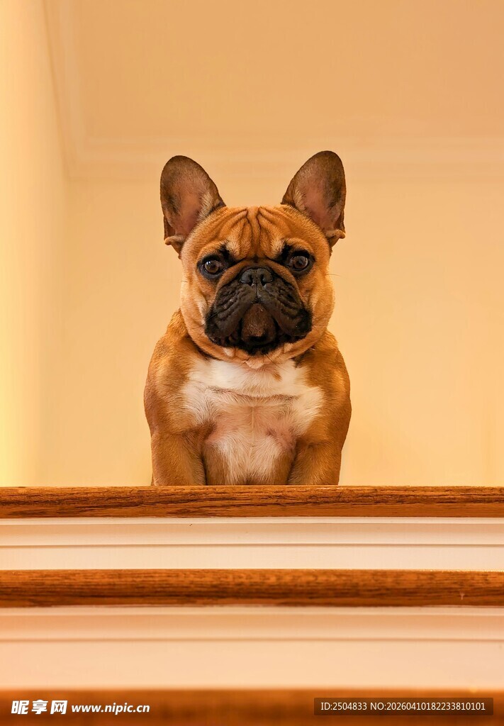 可爱法斗趴在暖色调柜边