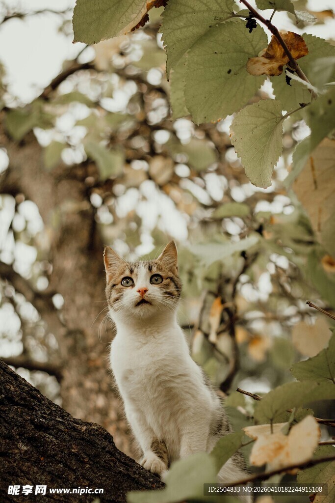 树上的猫咪