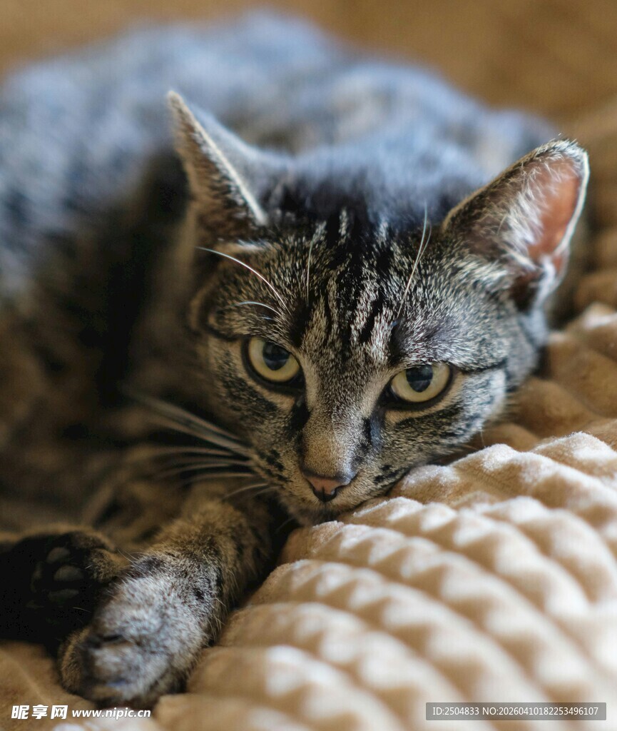 慵懒猫咪趴卧舒适垫子上