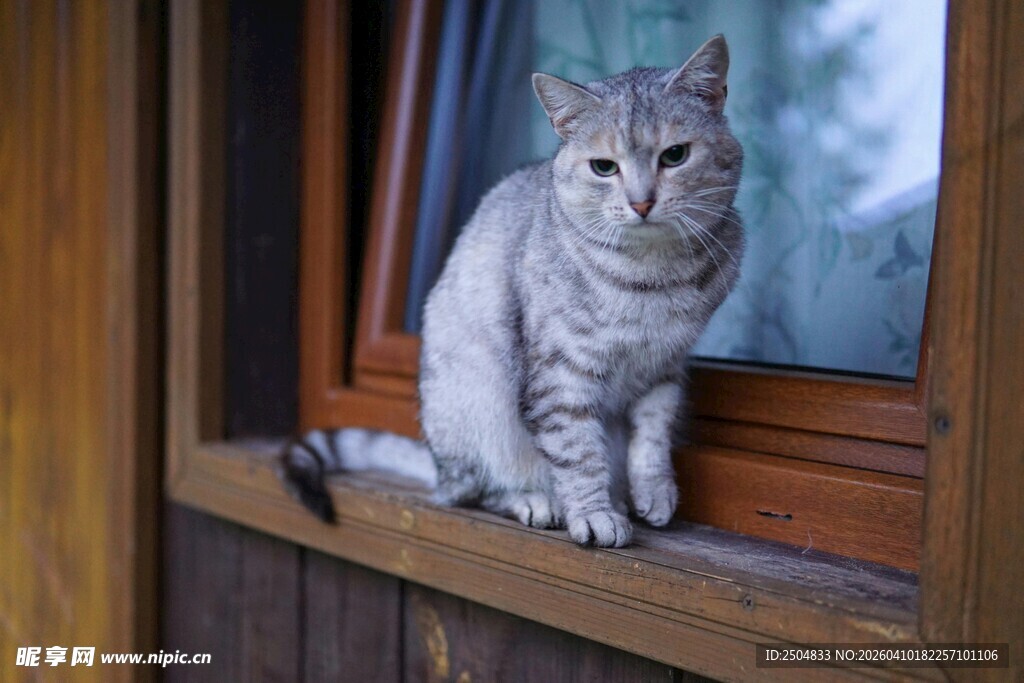窗边的可爱猫咪