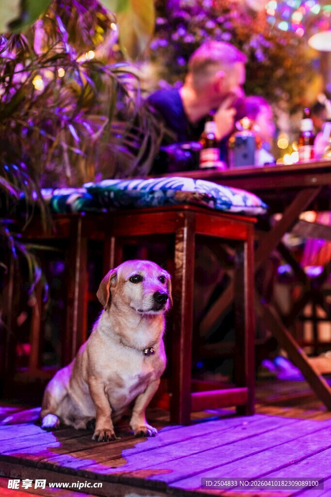 圣诞夜旁的可爱小狗