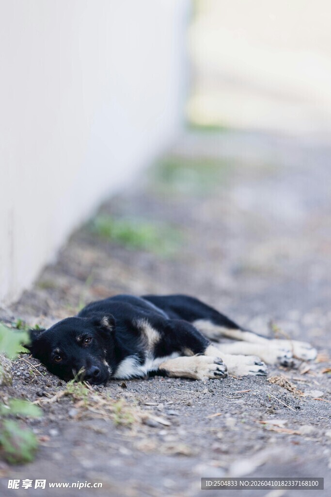 路边死去的黑白猫咪