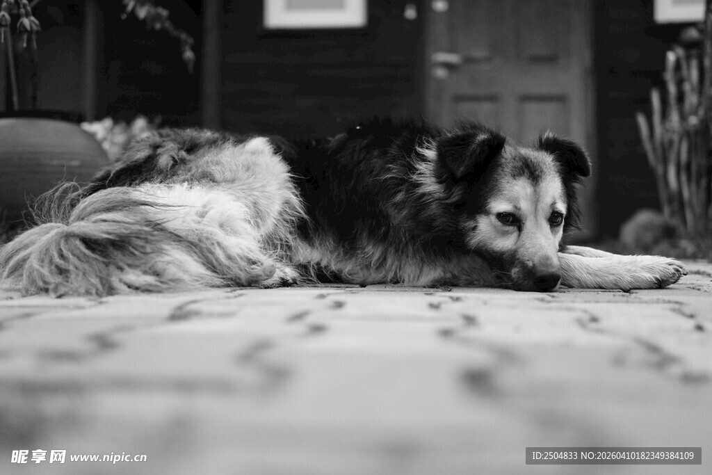 熟睡中的狗狗与毛绒玩具