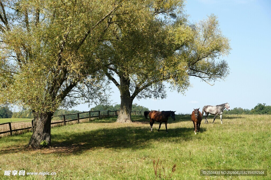 乡村牧场 树下悠闲的马群