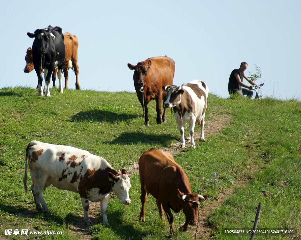 山坡上的悠闲牛群