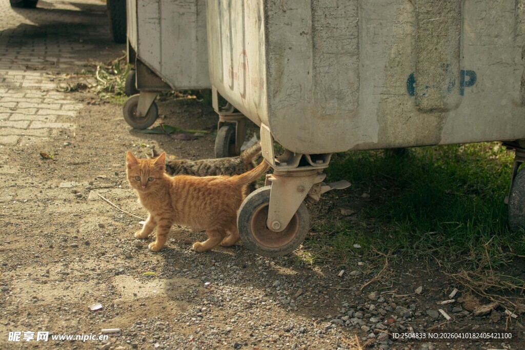 两只猫咪在箱旁互动