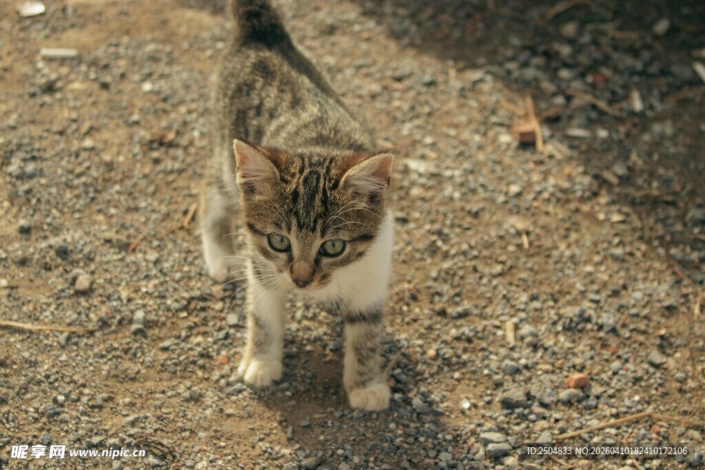 小猫走在沙石地面上