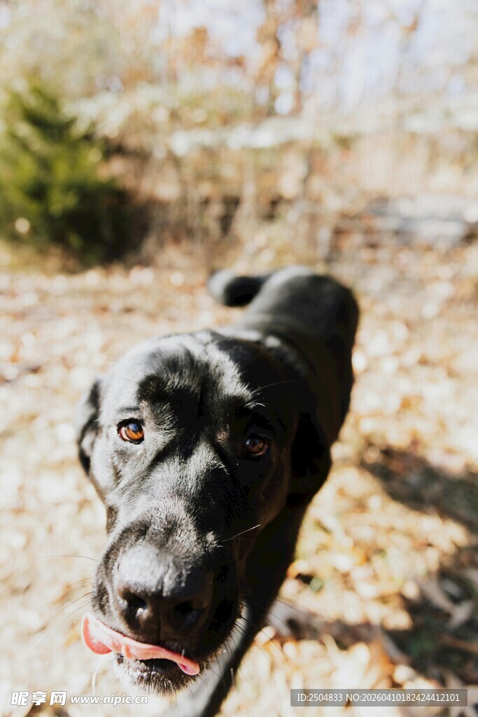 户外奔跑的黑色狗狗