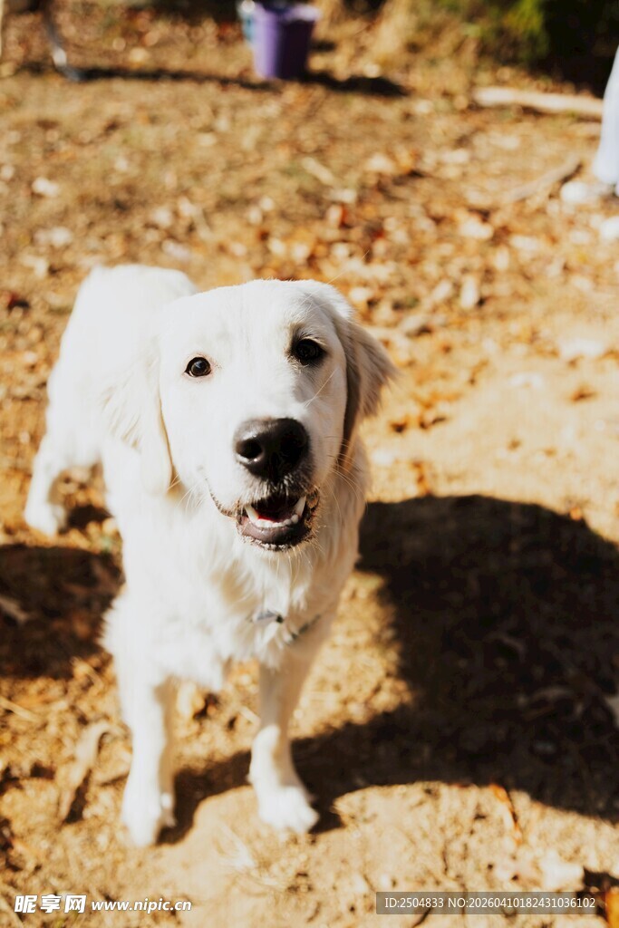 户外欢快的白色小狗