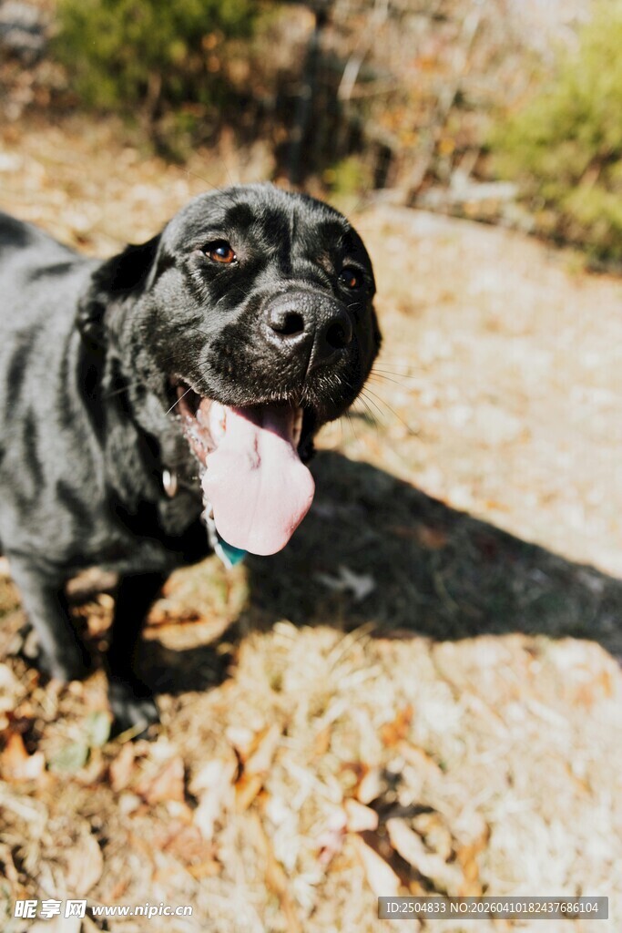 吐舌小黑狗在户外