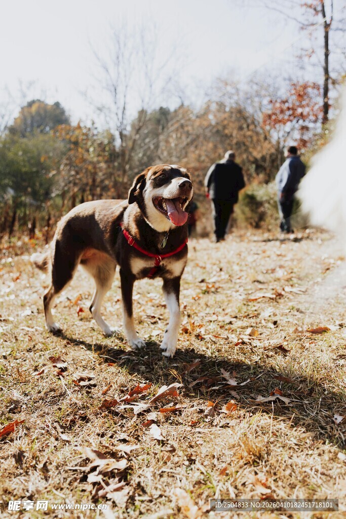 户外奔跑的可爱狗狗