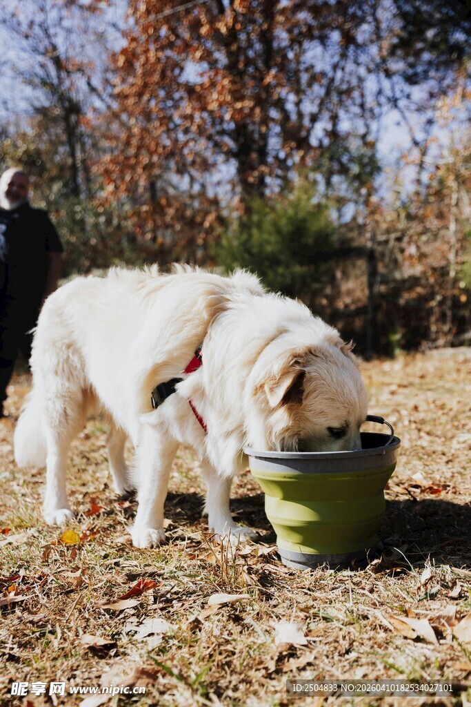 户外进食的可爱 布拉多