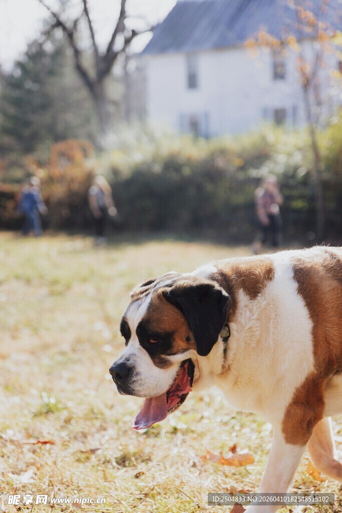 秋日草地的圣伯纳犬