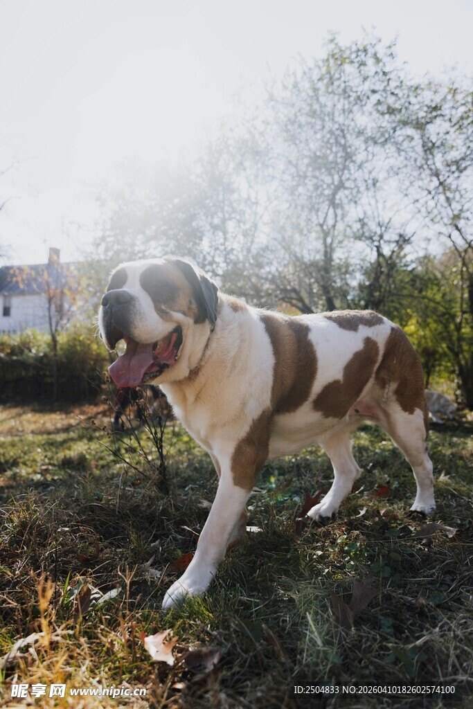 户外漫步的大型宠物犬