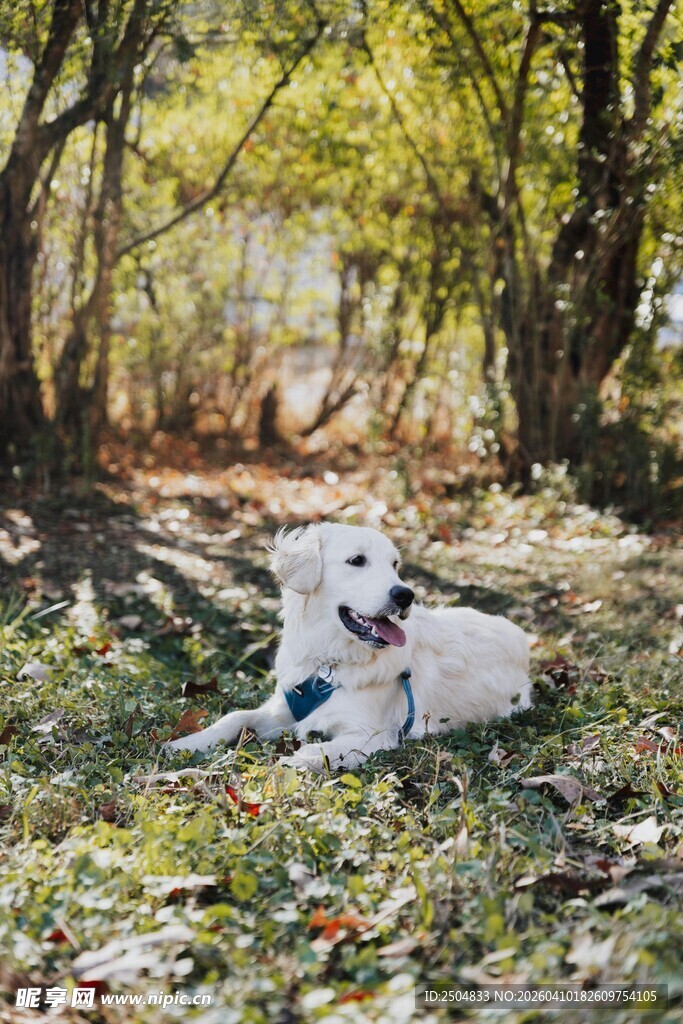 林间休憩的可爱白色狗狗