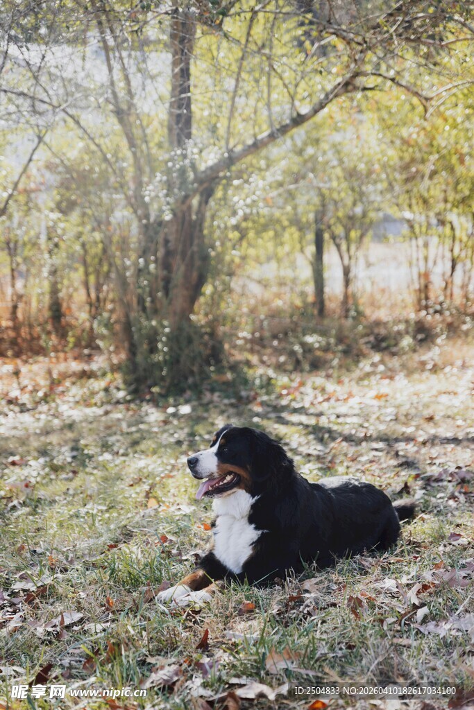 林间休憩的黑白狗狗