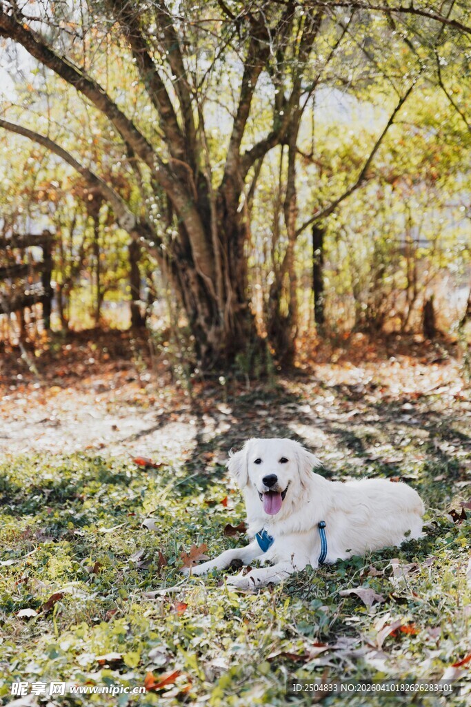 树下休憩的可爱白狗狗