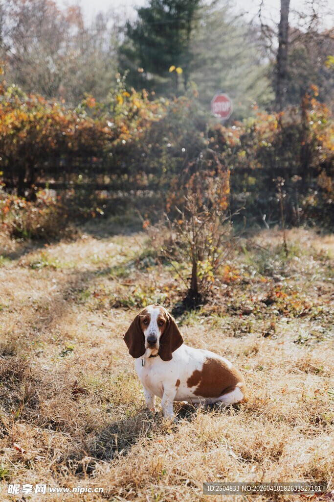 田野中的棕白相间小狗